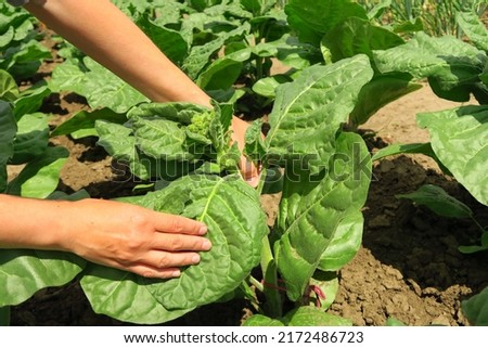 pasching tobacco on a tobacco farm. woman removes side shoots on tobacco Royalty-Free Stock Photo #2172486723