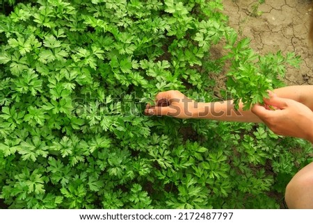a woman collects parsley in the garden. home gardening and cultivation of greenery concept Royalty-Free Stock Photo #2172487797