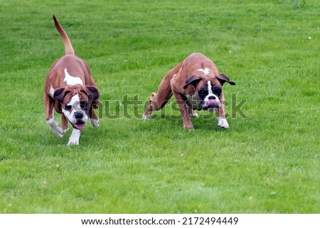 Boxer dogs in a green meadow.