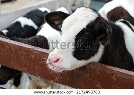 Young curious calfs on background of green grass, Cute calf looks into the object, A cow stands inside a ranch next to hay and other calves, Baby cow on the farm Royalty-Free Stock Photo #2172498783