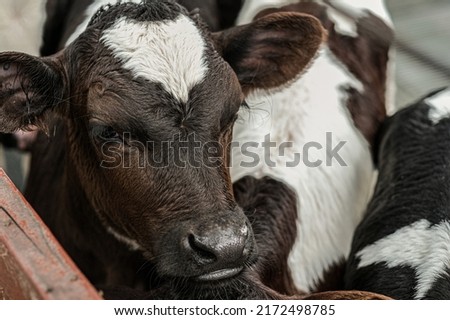 Young curious calfs on background of green grass, Cute calf looks into the object, A cow stands inside a ranch next to hay and other calves, Baby cow on the farm Royalty-Free Stock Photo #2172498785