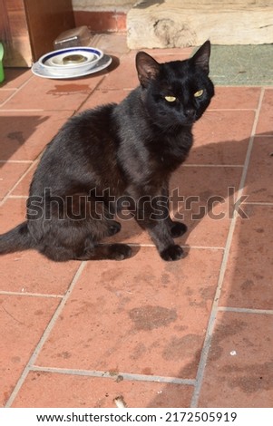 Photo of a cute male black cat