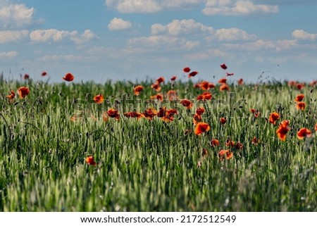 Beautiful field full of poppies, poppies in the cereal.