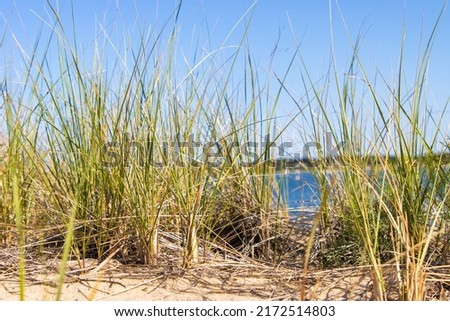 Dune grass near beach on Cape Cod