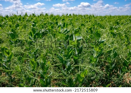 Argiculture in Pays de Caux, fields with green peas plants in summer, Normandy, France Royalty-Free Stock Photo #2172515809