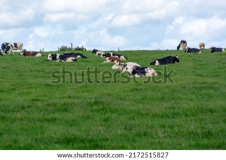 Herd of cows resting on green grass pasture, milk, cheese and meat production in Normandy, France Royalty-Free Stock Photo #2172515827