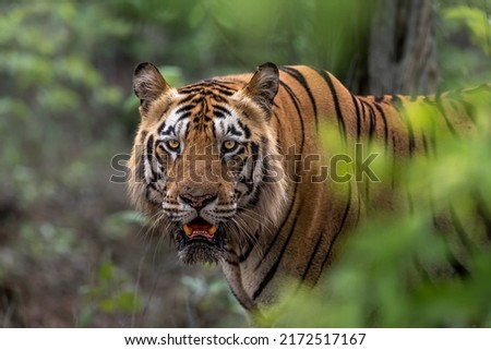 Panthera Tigris in its natural habitat at Tadoba Tiger Reserve