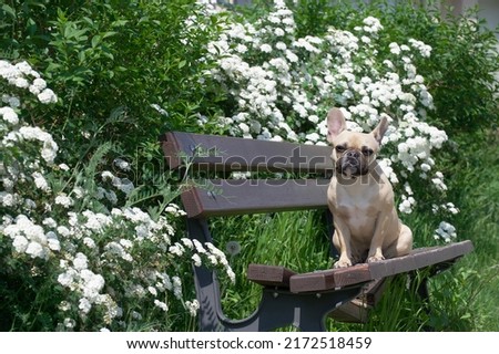 A small beige puppy of the French bulldog breed sits lonely relaxing posing on the texture wooden brown bench against the backdrop of green trees and looks to the camera. View of nature.