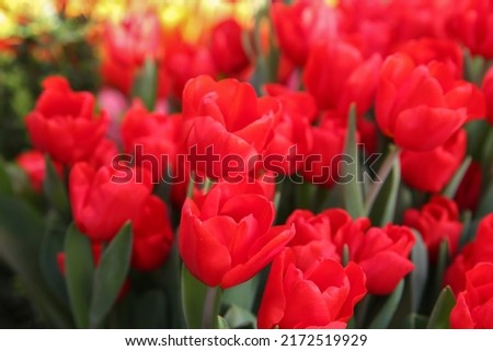 Red tulips in the garden, blurred floral background