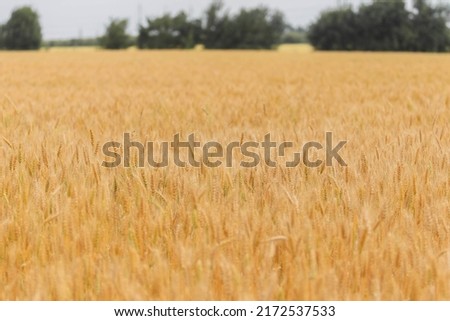 Spikelets of wheat on the field in the afternoon in summer