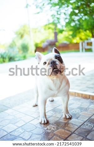 White and Black French Bulldog is looking in the camera sitting alone in a dog bed. High quality photo