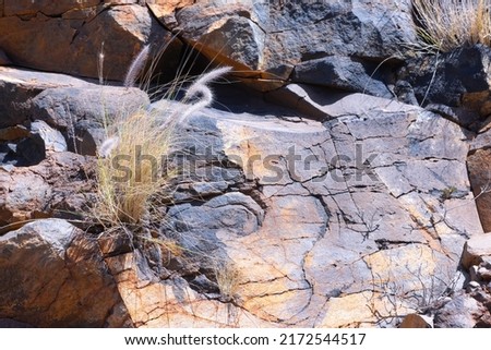 Background of colorful rock with clump of grass, La Palma, Canary Islands