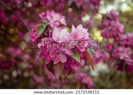 Beautiful desktop wallpapers. a tree branch with flowers. blooming apple tree. pink flowers on the branches of an apple tree