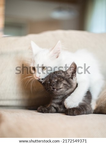 Small  kitten plays or fights with black  cat  in the house. Relationships between animals, raising a kitten