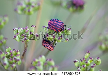 Red and black bug, heteroptera Graphosoma italicum, above summer flowers.
