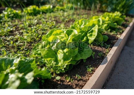 Green lettuce leaves in the vegetable field. Gardening background with green salad plants in the ground. Bio vegetables, organic farming concept. Royalty-Free Stock Photo #2172559729