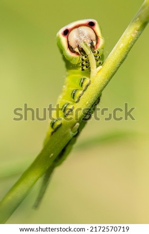 Puss Moth (Cerura vinula) caterpillar eating leaf from Willow Tree Royalty-Free Stock Photo #2172570719