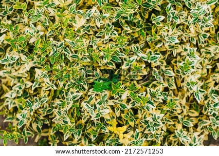 Background, texture of an evergreen plant euonymus with green, yellow leaves. Close-up photography of nature.