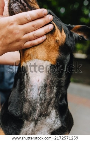 Male doctor veterinarian shows a large scar on the neck of a Rottweiler dog after surgery during the rehabilitation period. Animal photography.