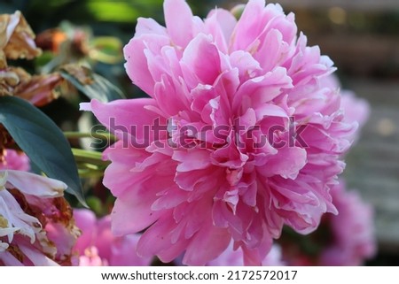 pink peony flower on a green branch