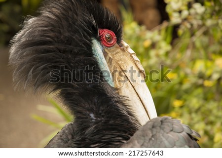 Close up of a Toucan, Bali. Indonesia.
