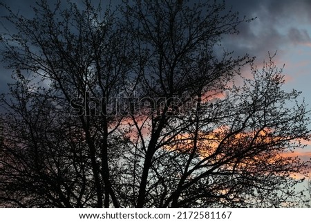Sunset in the forest with the silhouette of a tree against the background of the sunset sky with an orange cloud
