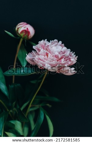 Beautiful light pink peony on a dark background. Place for text.