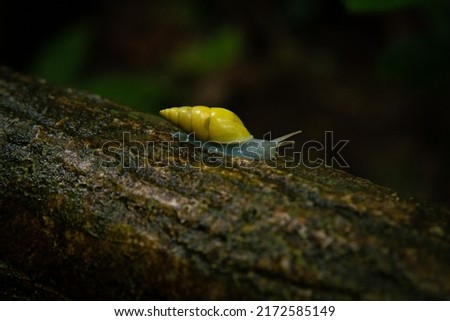 A jungle snail in the rainforest