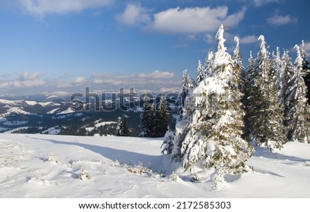 Carpathian mountains, Ukraine. Wonderful snow-covered firs against the backdrop of mountain peaks. Panoramic view of the picturesque snowy winter landscape. Gorgeous and quiet sunny day. 