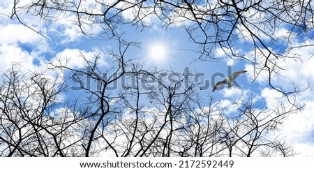 ceiling decoration picture. Bottom-up view of the sky. Seagull flying through the withered tree branches.