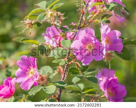 Alaskan Wild Rose, Prickly Rose, Rosa Acicularis Royalty-Free Stock Photo #2172602281