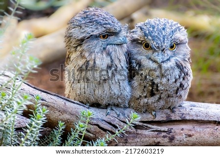 Beautiful Tawny Frogmouth Bird with large yellow eyes standing on branch Sydney NSW Australia Royalty-Free Stock Photo #2172603219