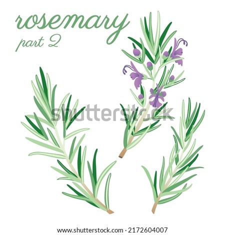 Rosemary flowers and blossom set. Original, hand-drawn illustrations. Ideal for packaging, SPA, baby products, tea, healthcare, etc. Flower Rosemary, Rosemarinus. Summer herb set. Royalty-Free Stock Photo #2172604007