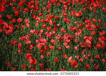 Poppy flowers field blossom background picture taken in early summer, picture of field of flowers