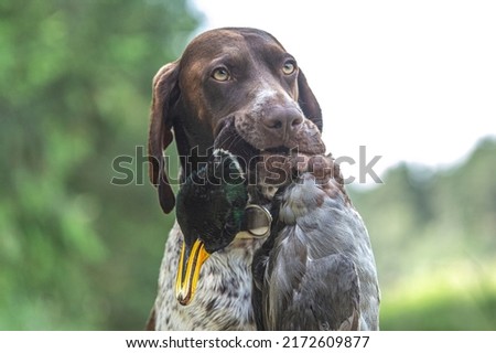 Working dogs: Portrait of a braque francais hound retrieving a dead duck during fowling training at a pond Royalty-Free Stock Photo #2172609877