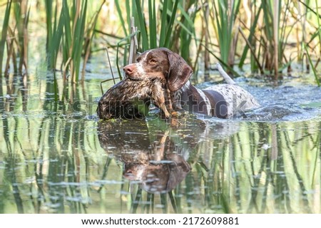 Working dogs: Portrait of a braque francais hound retrieving a dead duck during fowling training at a pond Royalty-Free Stock Photo #2172609881