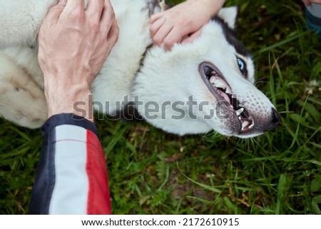 Close-up: Siberian husky is placing candy on his nose.