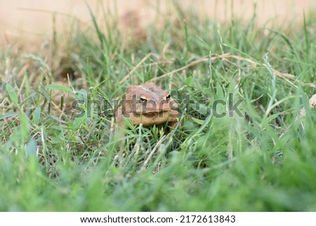 Toad camouflaging in the grass