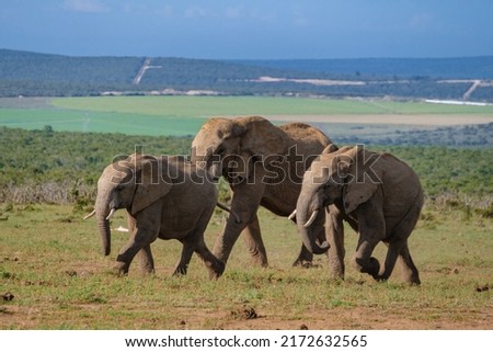 Addo Elephant park South Africa, Family of elephant in addo elephant park, Elephants taking a bath in a water pool