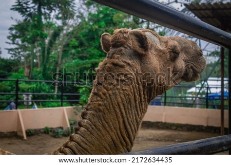close up photo of a camel's head in a cage