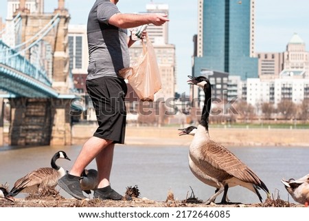 Man Feeding Geese in Cincinnati Kentucky Newport Skyline