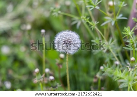 Closeup selective focus shot on the white intact seed head of a dandelion flower. With blurry cleavers, aka catchweed or Galium Aparine in background.