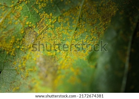 Yellow rust fungal disease under grape leaves. Phakopsora euvitis is a rust fungus that causes disease of grape leaves. Royalty-Free Stock Photo #2172674381