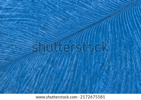 Texture of blue tropical bird feather, background macro. Structure of sapphire fluffy plumage. Abstract natural backdrop, closeup.