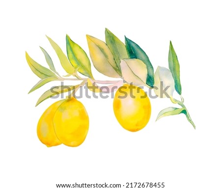 Lemon branch with leaves and ripe fruit watercolor illustration. Hand drawn picture of tropical tree part. Clothing print and wall art. Botanical image of citrus.