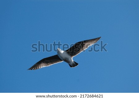 seagull fly high in the sky