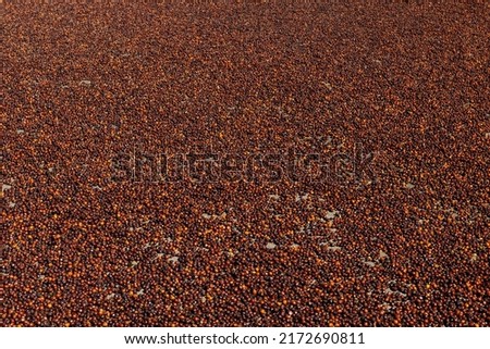 Arabica natural green coffee beans drying in the sun, Panama, Central America - stock photo