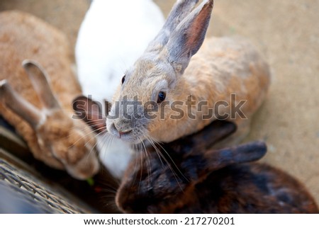 Group of rabbits in farm 
