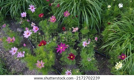Vilnius, Lithuania 06-24-2022 Colorful decorative daisies on a flower bed in the park. Royalty-Free Stock Photo #2172702239