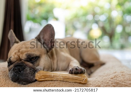 Lying French bulldog holding rawhide bone on brown pillow indoor.